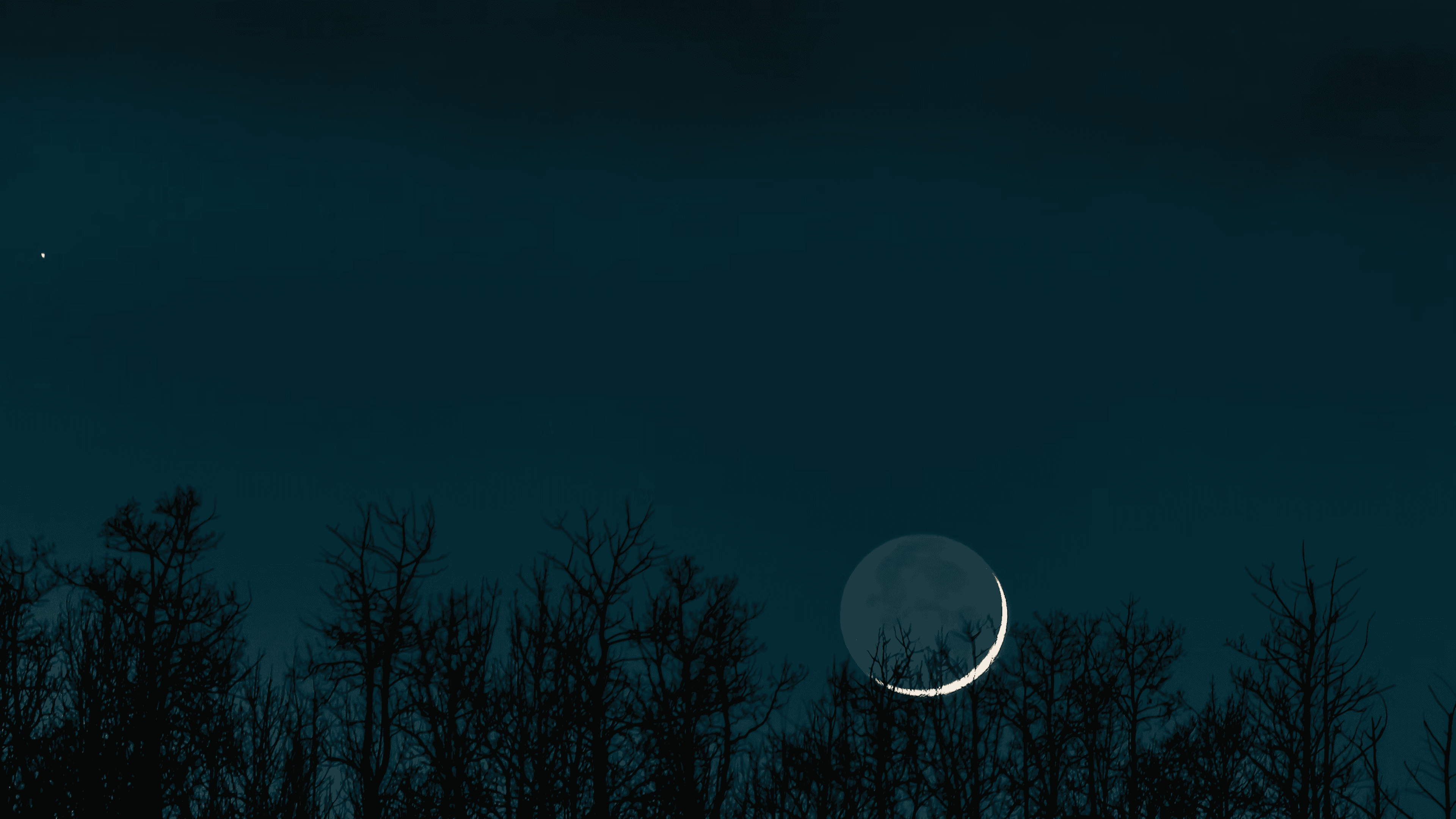Wald Silhouette in einer dunklen Neumond Nacht