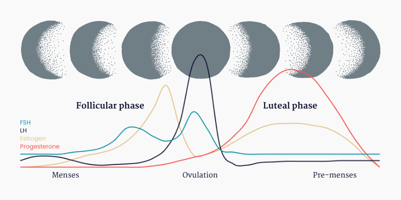 Hormones & cycle phases